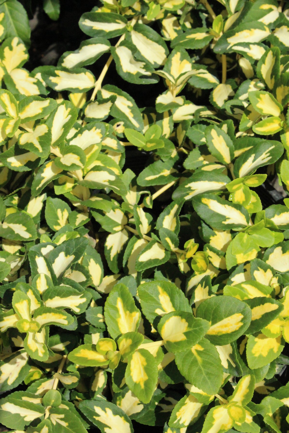 Euonymus fortunei 'Moonshadow'