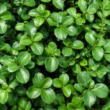 Euonymus fortunei 'Sarcoxie'