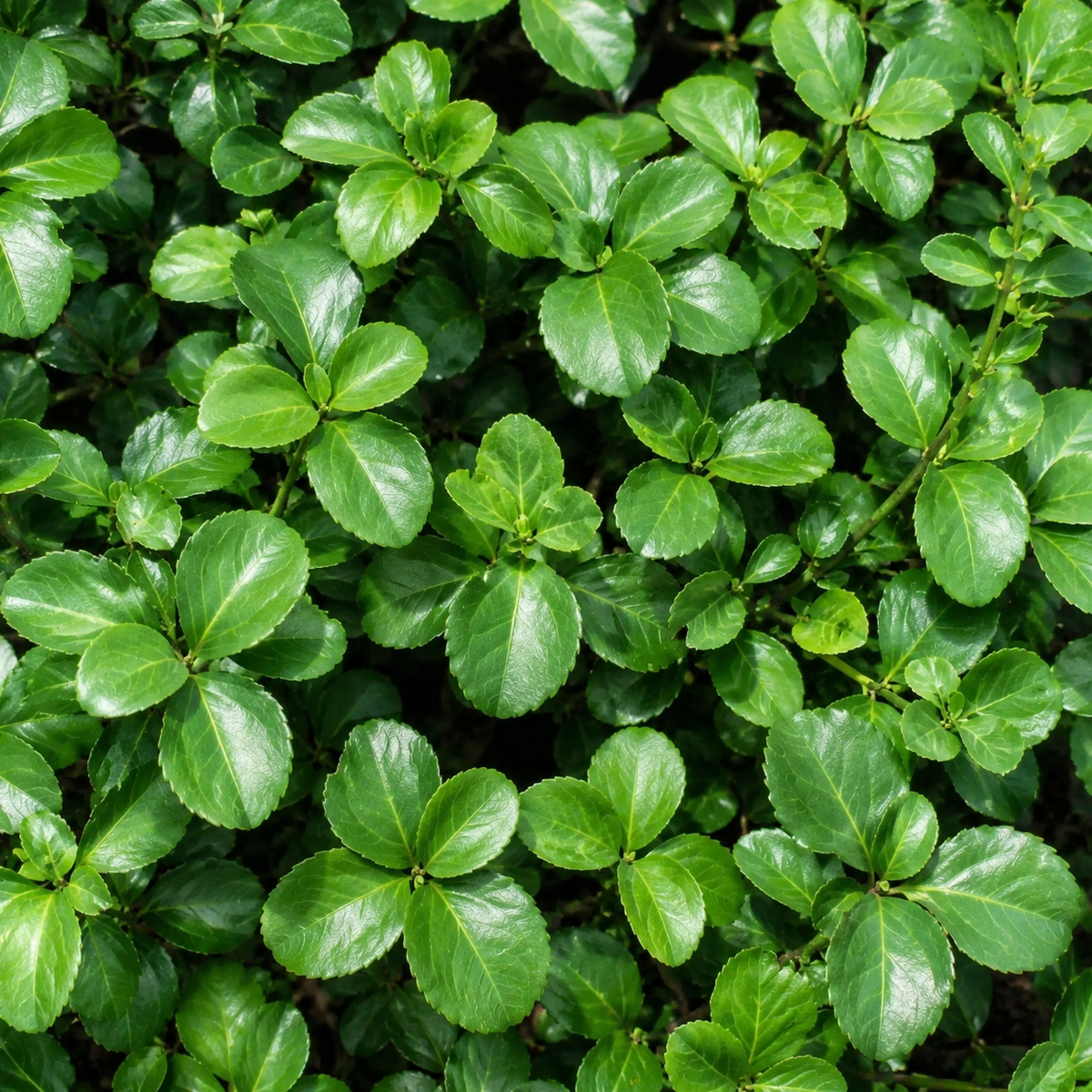 Euonymus fortunei 'Sarcoxie'