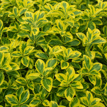 Euonymus fortunei 'Sungold'