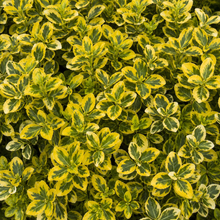 Euonymus fortunei 'Sunrise'