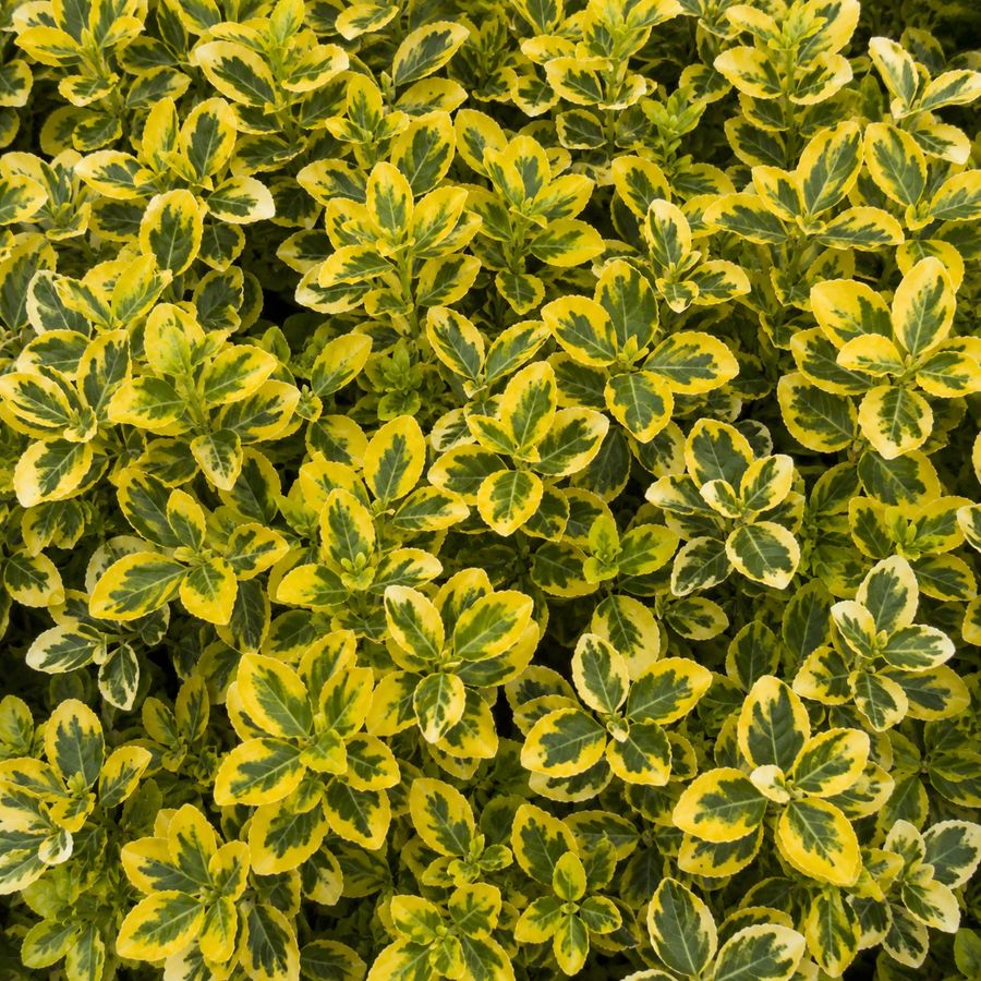 Fusain rampant ‘Sunrise’ (Euonymus fortunei)