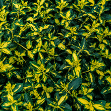 Euonymus fortunei 'Surespot'