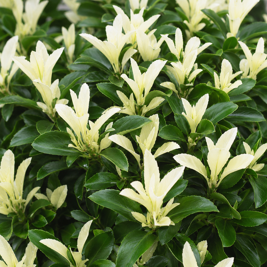 Fusain du Japon ‘Paloma Blanca’ (Euonymus japonicus)