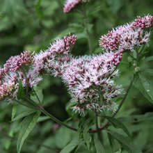 Eupatorium