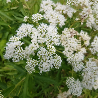 Image officielle de Eupatoire Perforliée, Eupatorium perfoliatum, associée au petit sachet de.