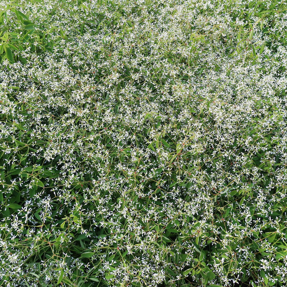 Photo de Euphorbe ‘Glitz’ F1. La couleur caractéristique est : blanc. Le visuel permet d’observer les contours, les teintes et la disposition des éléments présentés. Les détails de forme et les contrastes donnent un aperçu de l’apparence de cette plante ou de sa récolte. Cette photographie accompagne la variété nommée afin de l’identifier dans la sélection de semences.