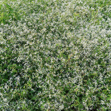 Photo de Euphorbe ‘Glitz’ F1. La couleur caractéristique est : blanc. Le visuel permet d’observer les contours, les teintes et la disposition des éléments présentés. Les détails de forme et les contrastes donnent un aperçu de l’apparence de cette plante ou de sa récolte. Cette photographie accompagne la variété nommée afin de l’identifier dans la sélection de semences.