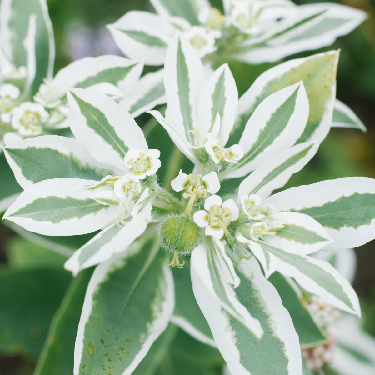 Euphorbia  'Summer Icicle’