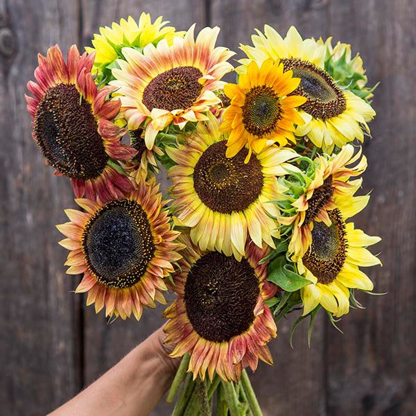 Tournesol 'Evening Colors Mix' bio