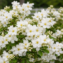 Exochorda × macrantha 'Lotus Moon'