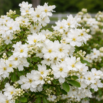 Exochorda × macrantha 'Lotus Moon'