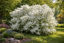 Exochorda × macrantha 'Lotus Moon'