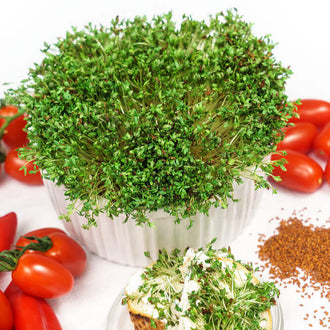 Une touffe verte très dense sort d’un pot blanc côtelé, au centre de l’image. Ses tiges fines portent une multitude de petites feuilles qui forment un dôme irrégulier. Des tomates rouges apparaissent de chaque côté, sur un fond clair. Au bas du cadre, une préparation garnie de vert et un petit amas de graines brunes complètent la scène.