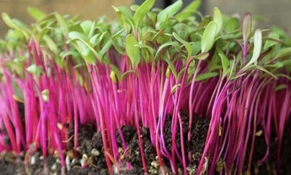 Semences Betterave rouge à germer (Beta vulgaris)