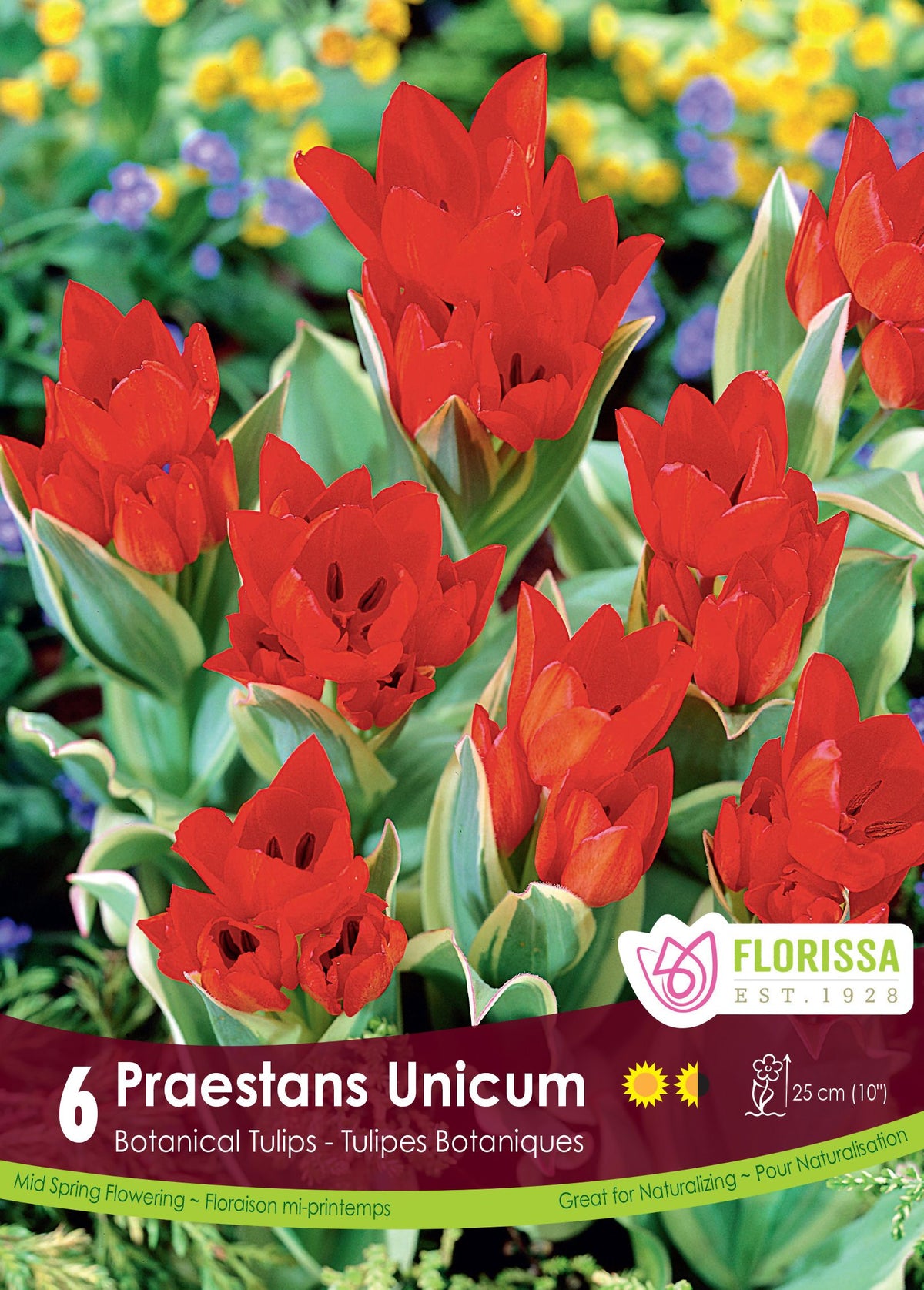 Tulipe Praestans Unicum ( Tulipa ) : des petites tulipes rouges ouvertes parmi des feuilles panachées. Le visuel Florissa présente la plante et son nom dans la partie inférieure de l’étiquette. La photographie occupe presque toute la surface, tandis que le bandeau du bas rassemble les indications du produit. Cette vue permet de reconnaître son apparence et de distinguer la variété présentée.