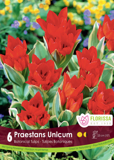 Tulipe Praestans Unicum