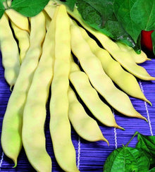 Semences Haricot grimpant 'Marvel Of Venice S.N.' (Phaseolus vulgaris)