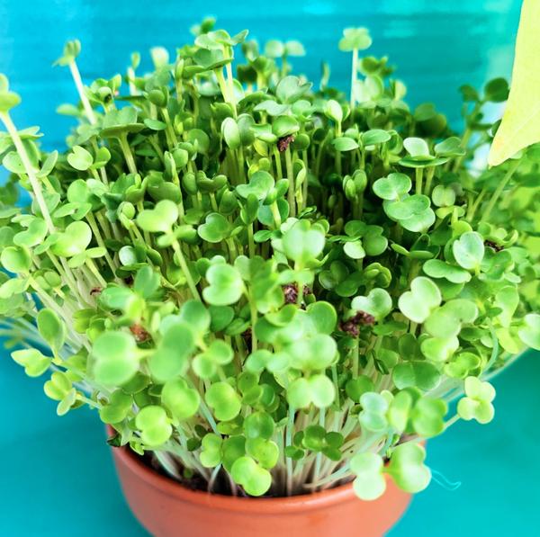Rocket microgreens