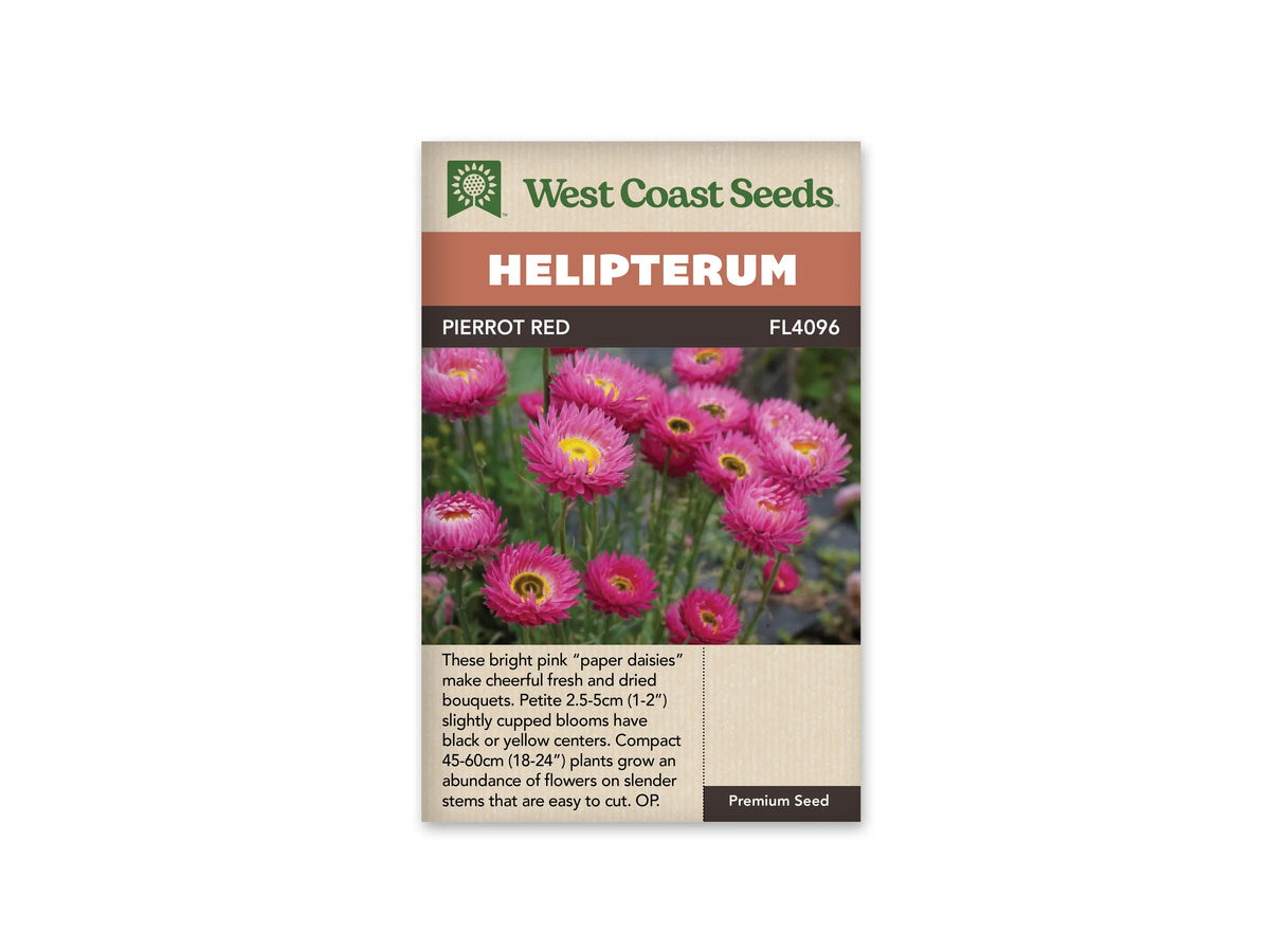 Sachet Pierrot Red de West Coast Seeds sur fond blanc. La photo montre des fleurs rose vif à pétales fins, avec un anneau jaune autour de plusieurs centres sombres. Les fleurs reposent sur de minces tiges vertes. Le bandeau orange indique Helipterum et la bande brune porte Pierrot Red, avec le code FL4096.