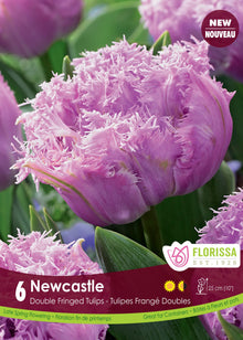 Tulipe Newcastle ( Tulipa ) : une tulipe double lilas aux pétales finement frangés. Le visuel Florissa présente la plante et son nom dans la partie inférieure de l’étiquette. La photographie occupe presque toute la surface, tandis que le bandeau du bas rassemble les indications du produit. Cette vue permet de reconnaître son apparence et de distinguer la variété présentée.