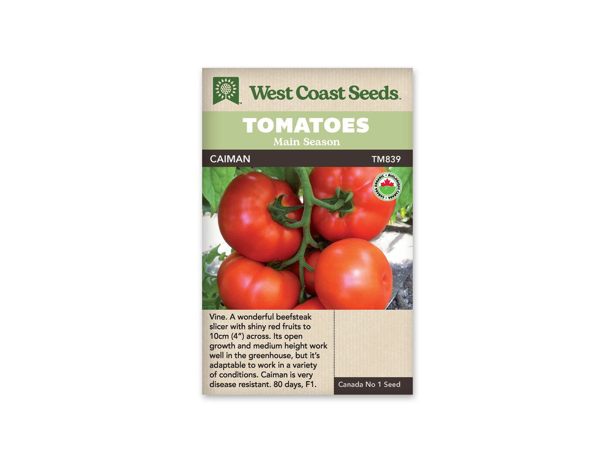 Sachet West Coast Seeds portant les mentions Tomatoes, Main Season et Caiman. La photo montre plusieurs grosses tomates rouges brillantes, avec des pédoncules verts, sur un fond clair mêlé de feuillage. Un logo biologique rond apparaît à droite. Le nom de la variété et le code TM839 figurent sous les bandeaux verts de la marque.