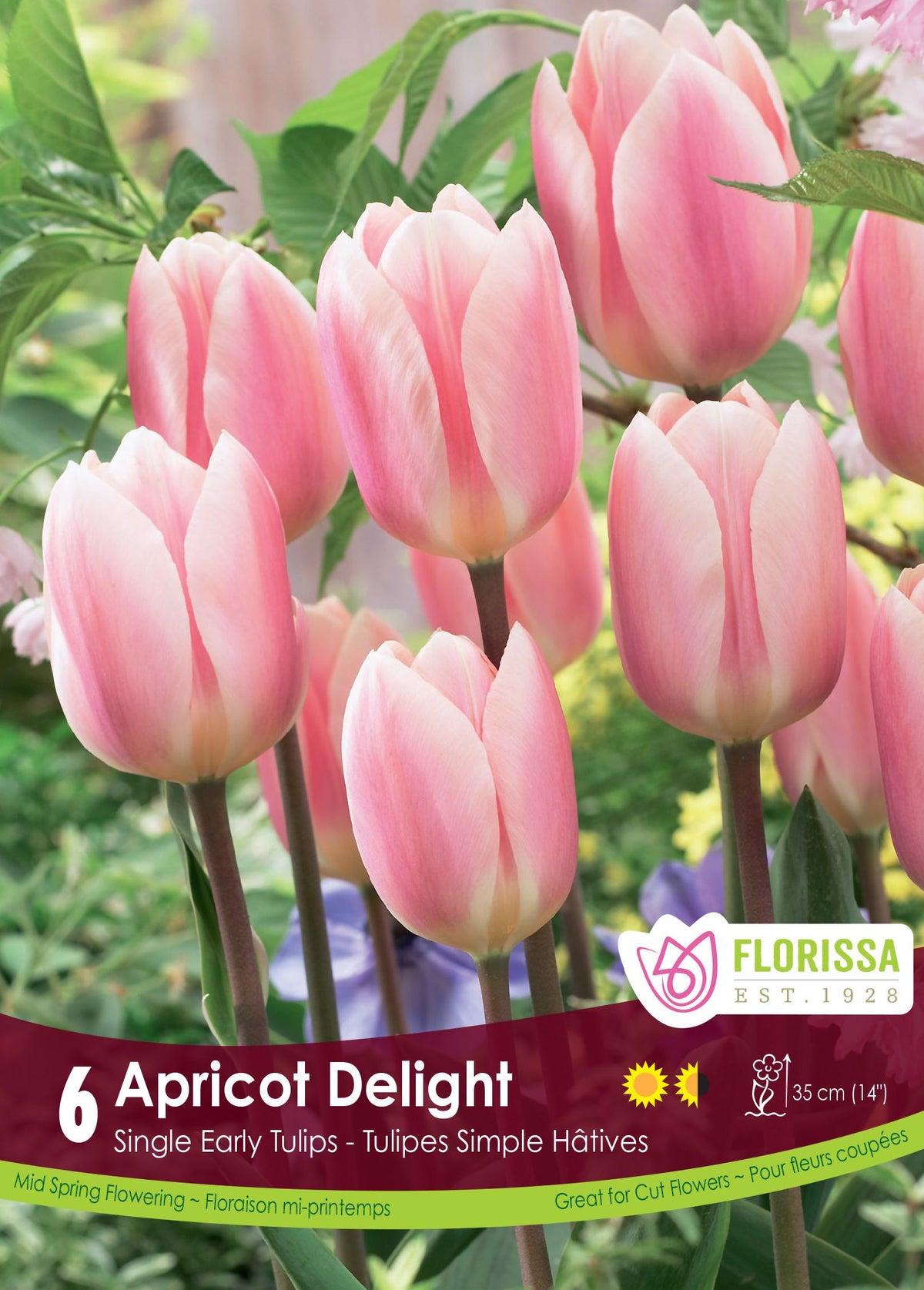 Tulipe Apricot Delight ( Tulipa ) : des tulipes roses aux bords crème dans un massif. Le visuel Florissa présente la plante et son nom dans la partie inférieure de l’étiquette. La photographie occupe presque toute la surface, tandis que le bandeau du bas rassemble les indications du produit. Cette vue permet de reconnaître son apparence et de distinguer la variété présentée.