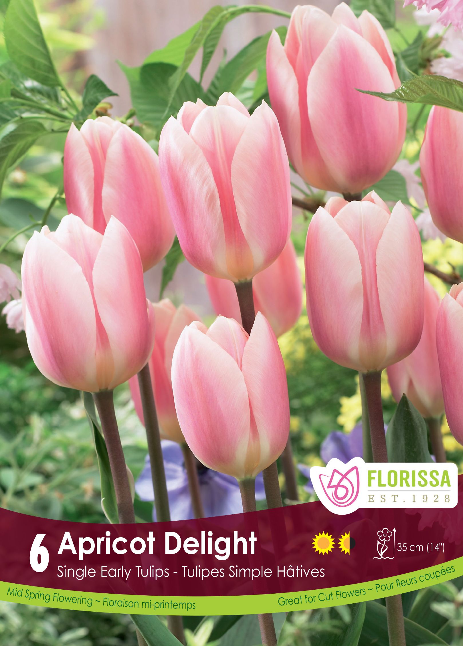 Tulipe Apricot Delight ( Tulipa ) : des tulipes roses aux bords crème dans un massif. Le visuel Florissa présente la plante et son nom dans la partie inférieure de l’étiquette. La photographie occupe presque toute la surface, tandis que le bandeau du bas rassemble les indications du produit. Cette vue permet de reconnaître son apparence et de distinguer la variété présentée.