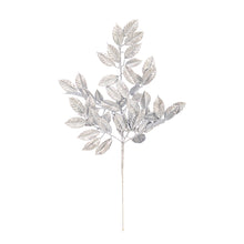 Spr Gardenia  Arg.  31"