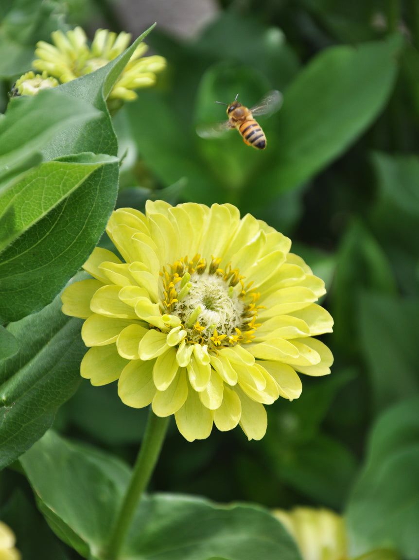 Fleur de zinnia Envy jaune-vert au centre de la photo, entourée de grandes feuilles vertes. Plusieurs rangs de pétales arrondis bordent un cœur pâle marqué de petites fleurs jaunes. Un insecte rayé de jaune et de noir vole au-dessus. Une autre fleur floue apparaît dans le coin supérieur gauche du cadre.