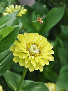 Fleur de zinnia Envy jaune-vert au centre de la photo, entourée de grandes feuilles vertes. Plusieurs rangs de pétales arrondis bordent un cœur pâle marqué de petites fleurs jaunes. Un insecte rayé de jaune et de noir vole au-dessus. Une autre fleur floue apparaît dans le coin supérieur gauche du cadre.