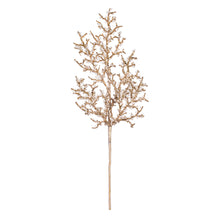 Spr Glacé  Chmp.  22"