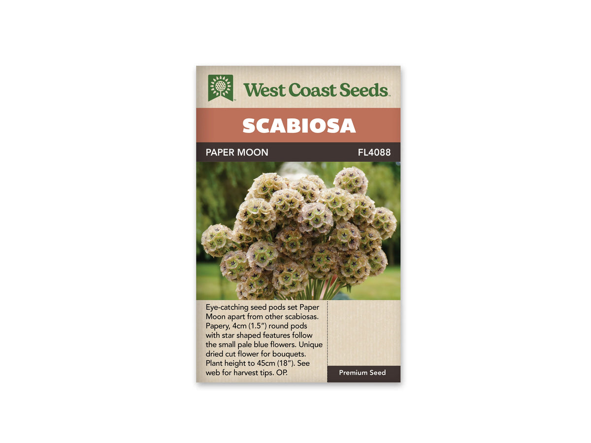 Sachet West Coast Seeds portant les noms Scabiosa et Paper Moon sur des bandes orange et foncée. La photo montre un bouquet de têtes rondes beige verdâtre, composées de petites formes étoilées. Les tiges sont rassemblées vers le bas. Un fond de jardin vert entoure le bouquet, au-dessus du texte imprimé sur l’emballage.