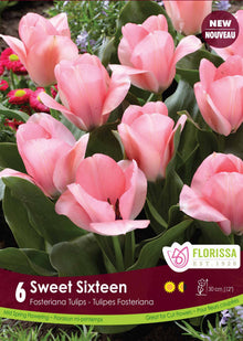  Sweet Sixteen Tulip