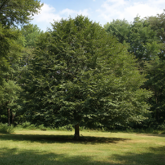 Fagus grandifolia