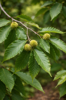 Fagus grandifolia