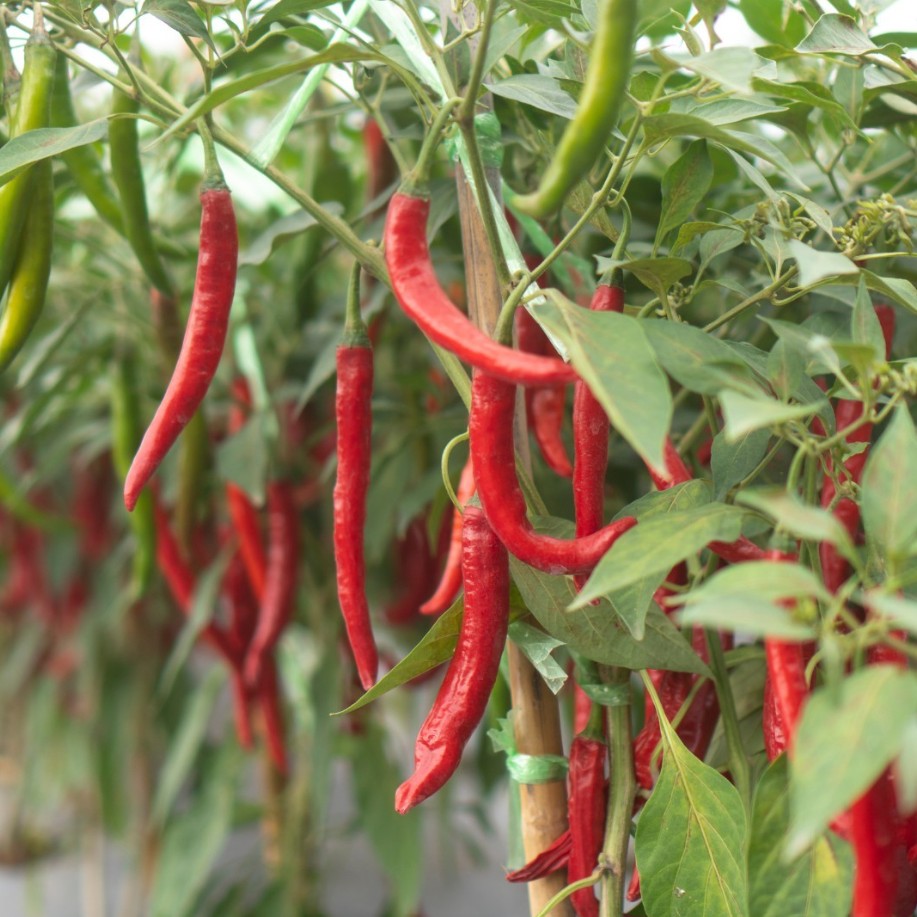 Piment fort long 'Indien' bio