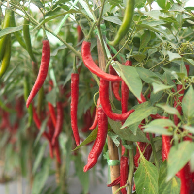 Piment fort long 'Indien' bio
