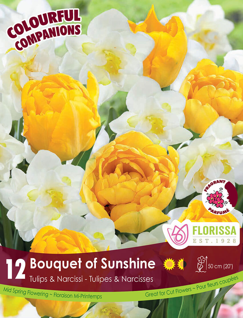 Floral Harmony 'Bouquet of Sunshine' (<em>Tulipa</em> and <em>Narcissus</em>)