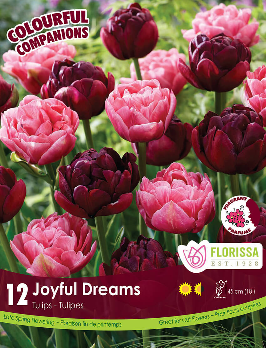 Harmonie florale 'Joyful Dreams'