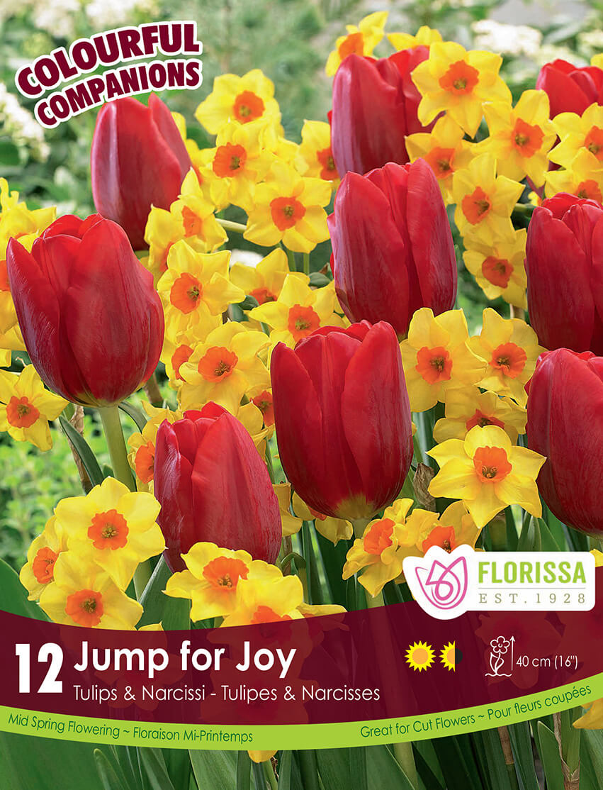 Harmonie florale 'Jump for Joy'