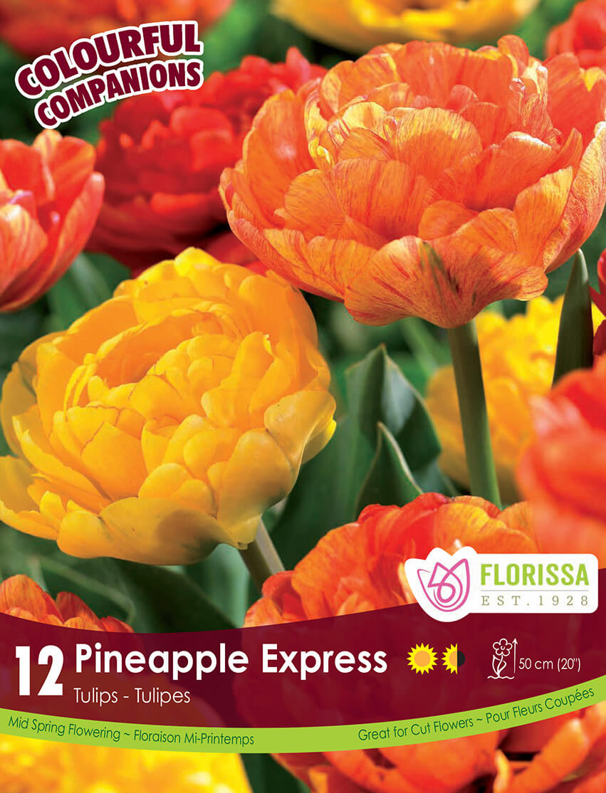 Floral Harmony – Pineapple Express