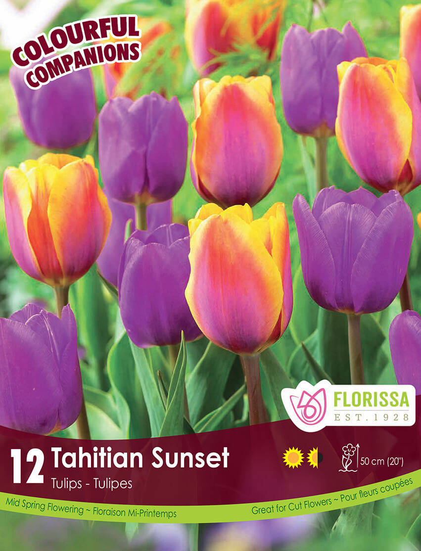 Harmonie florale 'Tahitian Sunset'