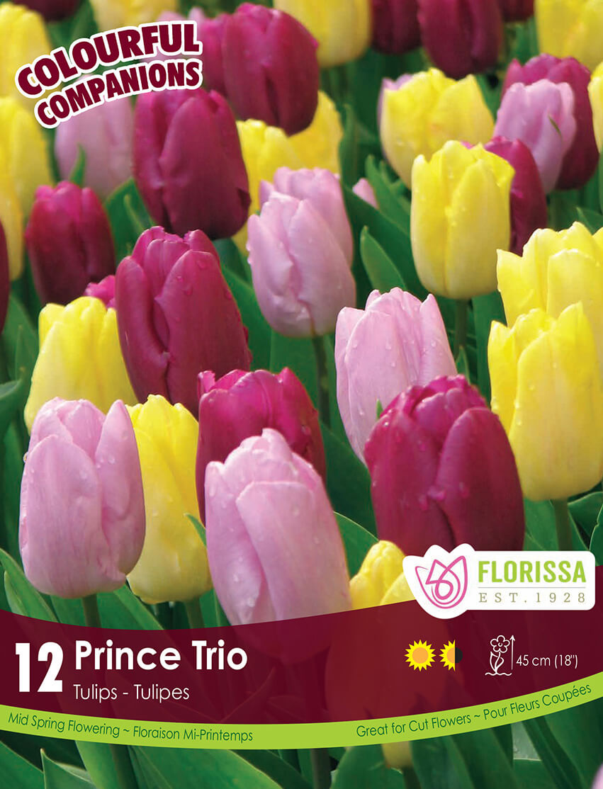 Harmonie florale 'Prince Trio'
