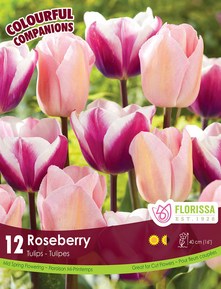 Harmonie florale 'Roseberry'