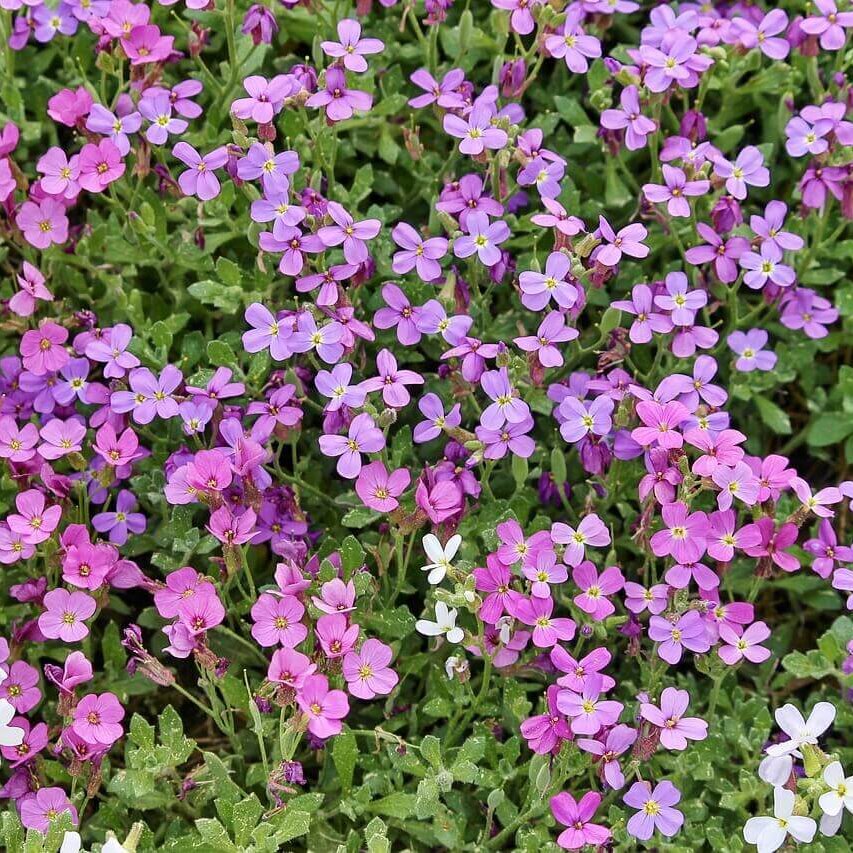 False Rock Cress Aubretia