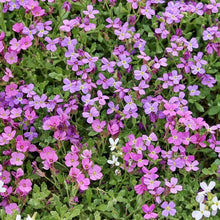 False Rock Cress Aubretia