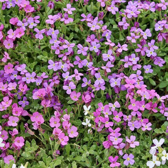 Un tapis de petites fleurs mauves et roses couvre un feuillage vert dense. Les pétales arrondis sont disposés en croix autour de centres jaune clair. De courtes tiges et des feuilles ovales apparaissent dans les espaces entre les fleurs. Une petite zone de fleurs blanches est visible dans le bas à droite, près du bord du cadre.