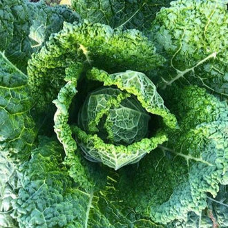 Organic 'Famosa' F1 Cabbage Seeds by Gaia, product image prepared for Canadian gardeners.