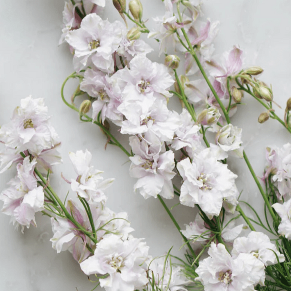 Organic larkspur 'Fancy Smokey Eyes'